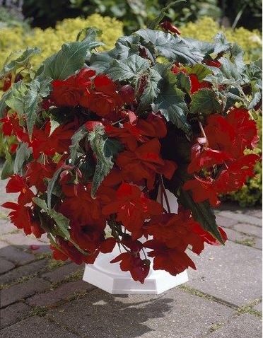 B. ‘Picador’